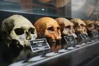 از هابیت تا نئاندرتال؛ قبل از ما چند «نوع» انسان روی زمین زندگی کرده‌اند؟ 
