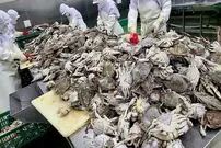 (ویدئو) مراحل دیدنی صید، برش زدن و بسته بندی ده ها تن خرچنگ در کره جنوبی