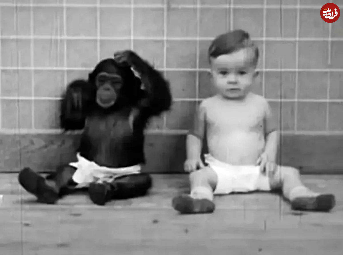 (ویدئو) نتایج هولناک یک آزمایش؛ بزرگ کردن نوزاد انسان و شامپانزه «به عنوان خواهر و برادر»
