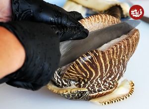 ببینید؛ غذای خیابانی در ویتنام؛ پخت غذاهای سنتی با حلزون دریایی غول پیکر در هانوی