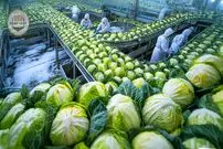 ببییند| چگونه کشاورزان ژاپنی صدها تن کلم را از مزارع برفی برداشت می کنند؟