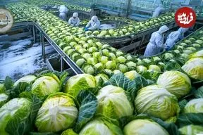 ببییند| چگونه کشاورزان ژاپنی صدها تن کلم را از مزارع برفی برداشت می کنند؟