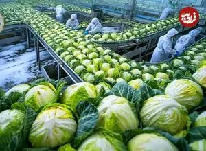 ببییند| چگونه کشاورزان ژاپنی صدها تن کلم را از مزارع برفی برداشت می کنند؟