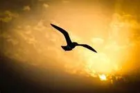 (ویدئو) پرنده عجیبی که شکارش را به سیخ می‌زند و کباب می‌کند