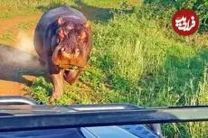 ببینید| حمله «اسب آبی» عصبانی به خودروی گردشگران!