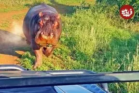 ببینید| حمله «اسب آبی» عصبانی به خودروی گردشگران!