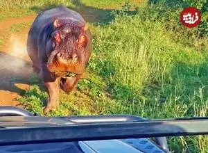 ببینید| حمله «اسب آبی» عصبانی به خودروی گردشگران!