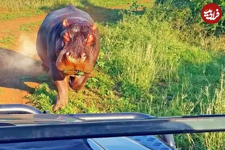 ببینید| حمله «اسب آبی» عصبانی به خودروی گردشگران!