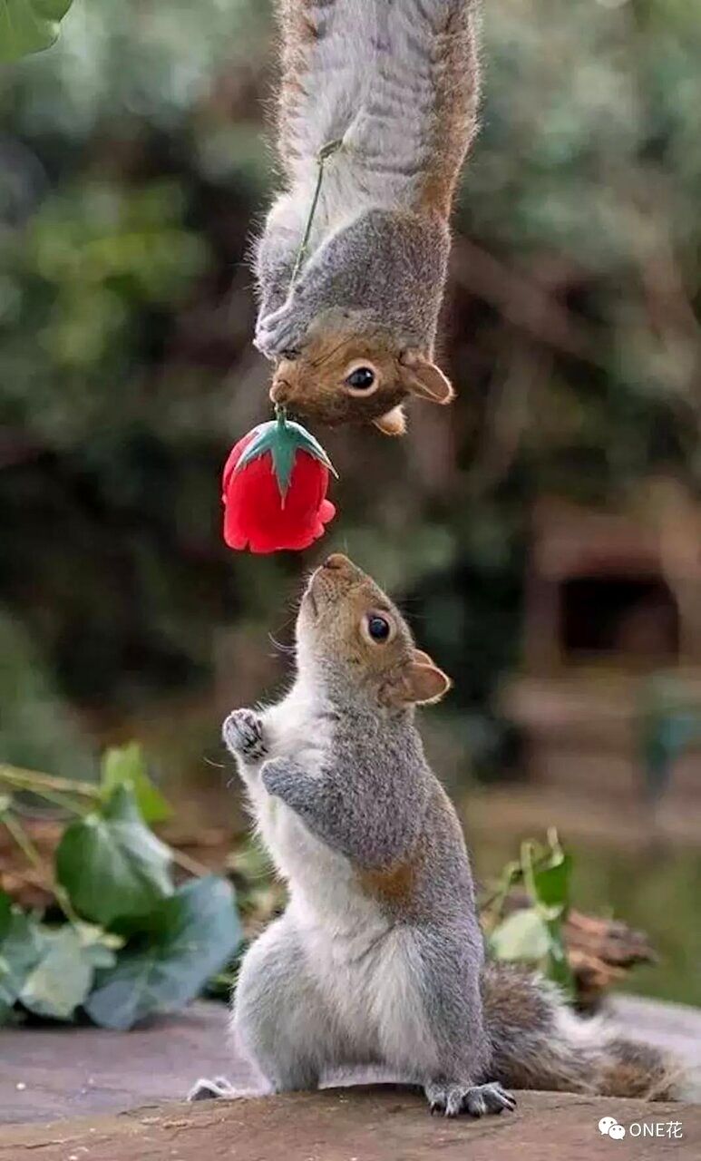 این حیوان وقتی عاشق می‌شود به عشقش گل هدیه می‌دهد