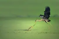 زیباترین شاهکارهای عکاسی حیات‌وحش در سال ۲۰۲۵
