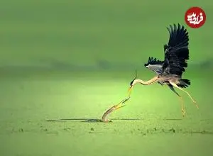 زیباترین شاهکارهای عکاسی حیات‌وحش در سال ۲۰۲۵