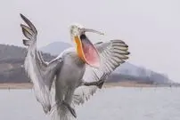 ( ویدیو) ویدیویی باورنکردنی از بلعیدن یک کبوتر توسط پلیکان!