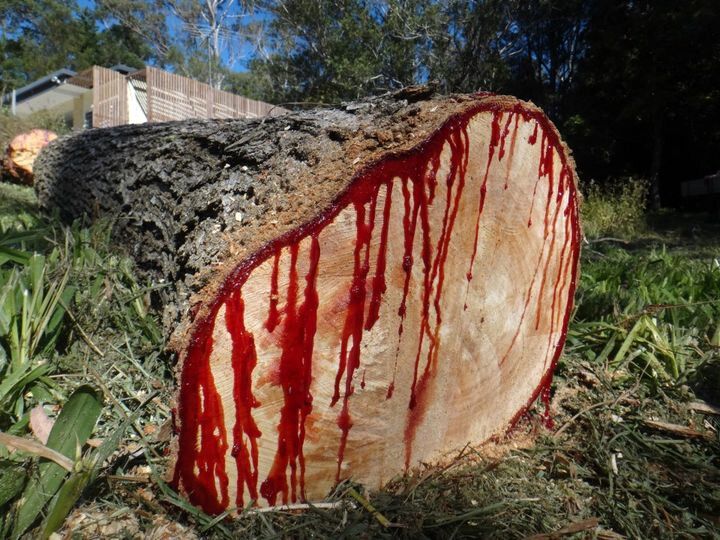 (عکس) جنجال درختی که زمان مرگ ، خونریزی می‌کند