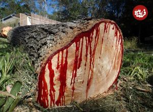 (عکس) جنجال درختی که زمان مرگ ، خونریزی می‌کند