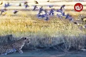 ببینید| شغالی که قصد شکار یک کبوتر را داشت، توسط پلنگ شکار شد!