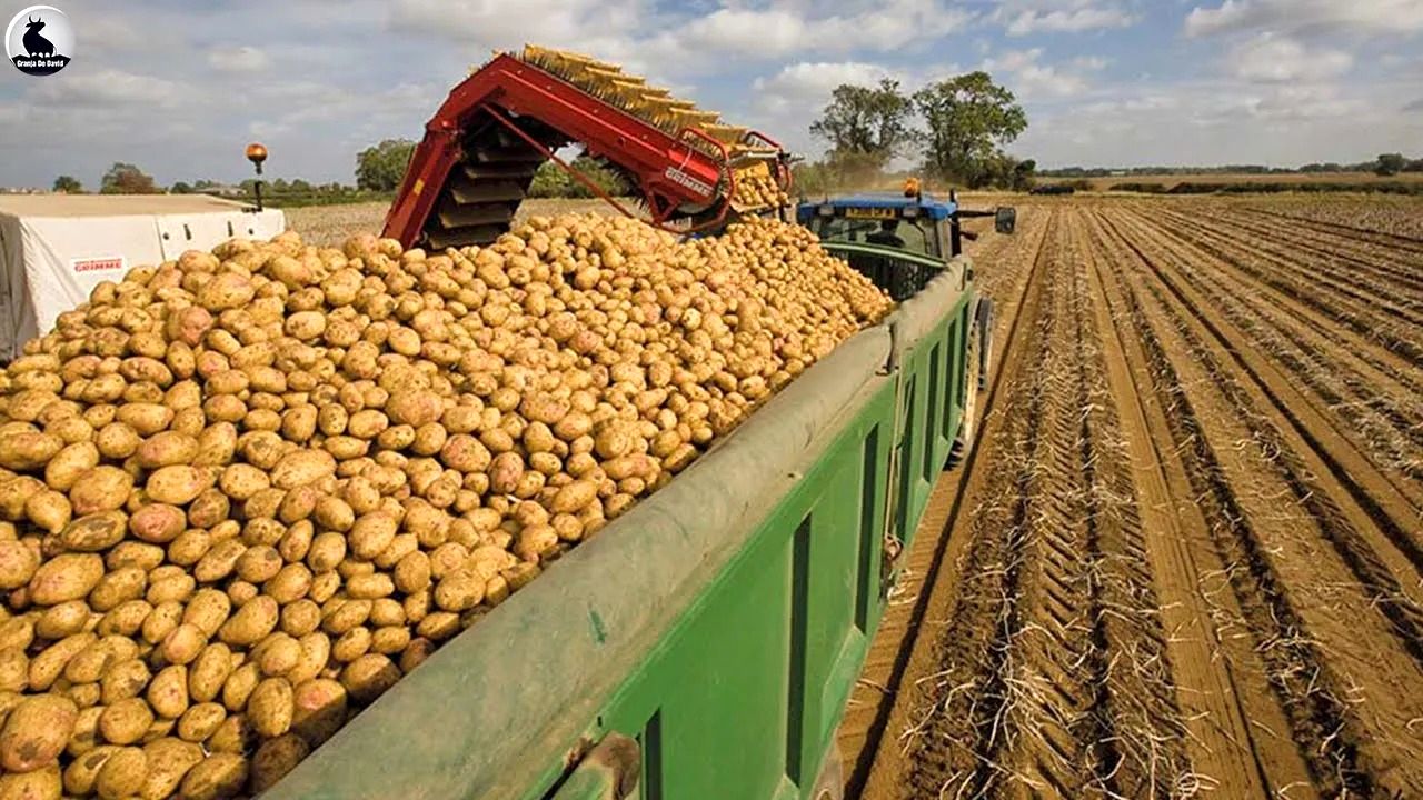 (ویدئو) فرآیند کاشت، برداشت و بسته بندی هزاران تن سیب زمینی در اسپانیا