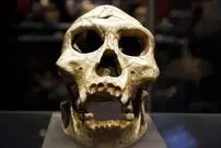 تصاویر؛ اسرار پای ۳.۴ میلیون‌ساله؛ کشف تازه دیرین انسان‌شناسان از فسیلی مرموز در آفریقا