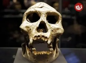 تصاویر؛ اسرار پای ۳.۴ میلیون‌ساله؛ کشف تازه دیرین انسان‌شناسان از فسیلی مرموز در آفریقا