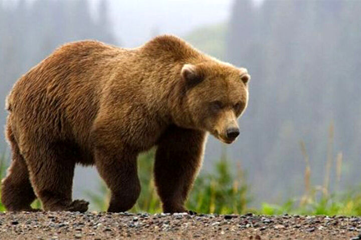 (ویدیو) تصاویر تلخ از پرت شدن خرس قهوه‌ای به حاشیه جاده پس از تصادف در شاهرود
