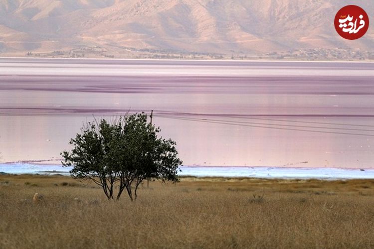 تصاویری منحصربفرد از دریاچه صورتی ایران