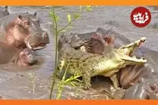 ببینید| حمله 30 «اسب آبی» به «تمساح نگون» بختی که وارد قلمروشان شد!