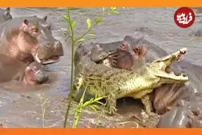 ببینید| حمله 30 «اسب آبی» به «تمساح نگون» بختی که وارد قلمروشان شد!