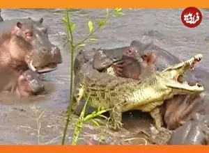 ببینید| حمله 30 «اسب آبی» به «تمساح نگون» بختی که وارد قلمروشان شد!