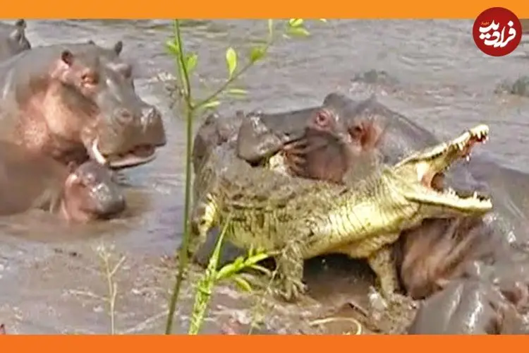 ببینید| حمله 30 «اسب آبی» به «تمساح نگون» بختی که وارد قلمروشان شد!