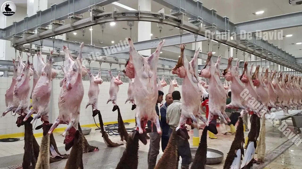 (ویدئو) فرآیند پرورش و بسته بندی گوشت میلیون ها بز در کشورهای مختلف جهان