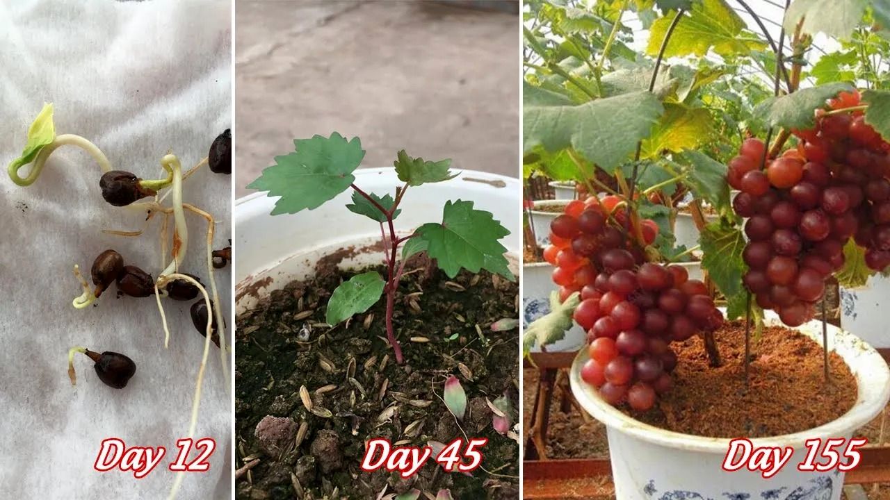 (ویدئو) نحوه تبدیل کردن آسان دانه انگور قرمز به درخت در گلدان خانگی