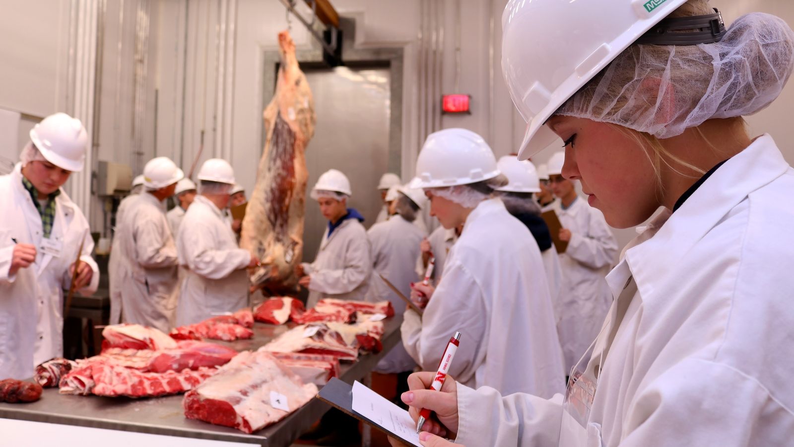 (ویدئو) مراحل پرورش، برش و بسته بندی گوشت هزاران گاو در آمریکا