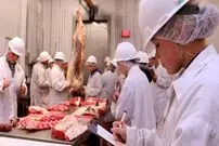 (ویدئو) مراحل پرورش، برش و بسته بندی گوشت هزاران گاو در آمریکا