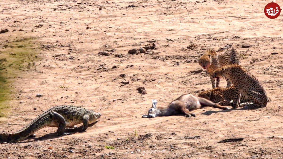 (ویدئو + تصاویر) یوزپلنگ ها، گوزن را شکار کردند، کروکودیل ها دزدیدند!