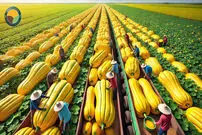 (ویدئو) فرآیند دیدنی کاشت و برداشت کدو حلوایی زرد 