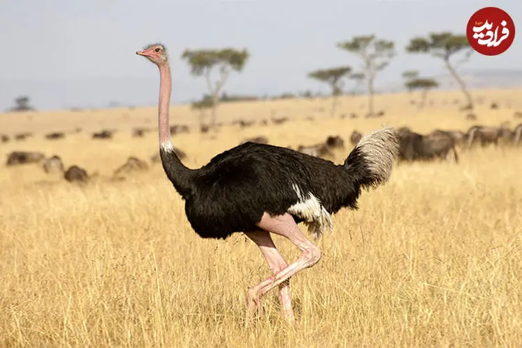 ببینید|  صحنه شگفت‌انگیز در حیات وحش؛ شترمرغ از یوزپلنگ پیشی گرفت