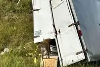 ببینید؛ فرار میمون‌های آلوده پس از واژگونی کامیون در آمریکا