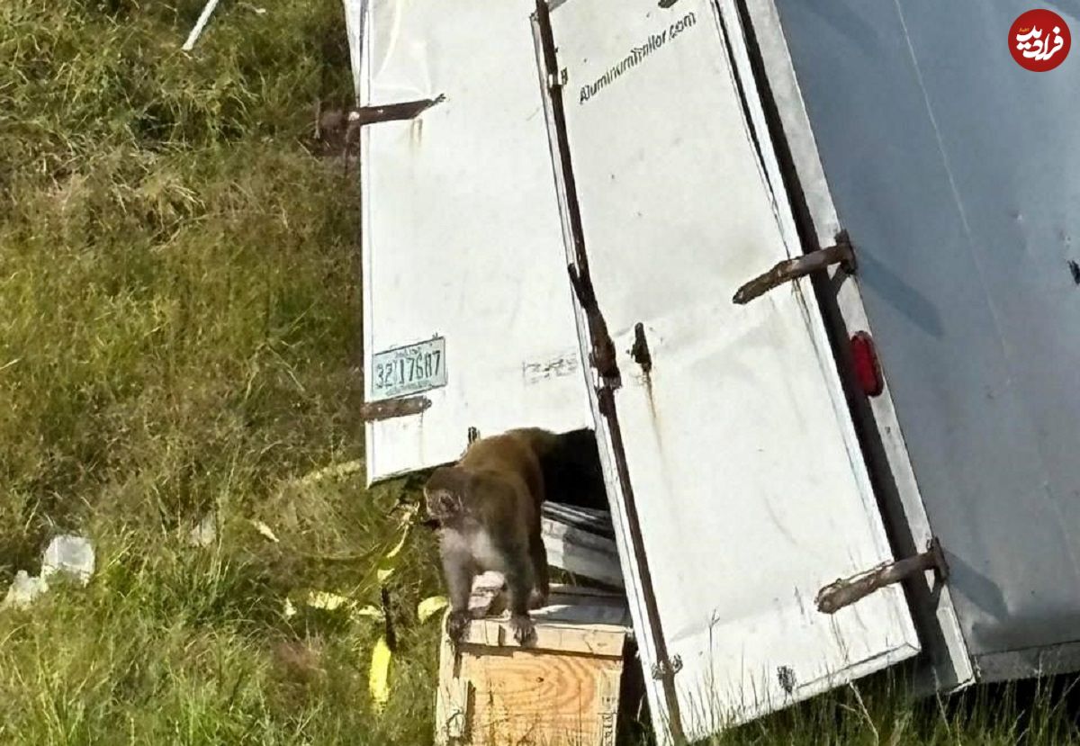 ببینید؛ فرار میمونهای آلوده پس از واژگونی کامیون در آمریکا