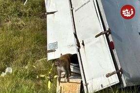 ببینید؛ فرار میمون‌های آلوده پس از واژگونی کامیون در آمریکا