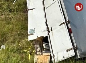 ببینید؛ فرار میمونهای آلوده پس از واژگونی کامیون در آمریکا