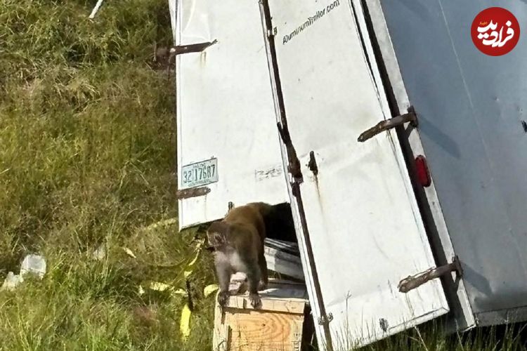 ببینید؛ فرار میمونهای آلوده پس از واژگونی کامیون در آمریکا
