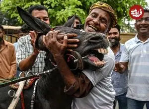 ببینید| مسابقه پرهیجان گاری‌های الاغ در کراچی