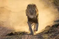 ( ویدیو) قدرت نمایی شیر با بیرون کشیدن گراز از گودال 