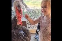 (ویدیو) ذوق و شوق کودک بچه برای لمس بوقلمون 