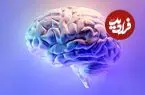 مغز انسان؛ فرماندهی کوچک با قدرتی بی پایان + اینفوگرافیک