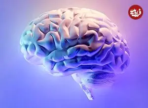 مغز انسان؛ فرماندهی کوچک با قدرتی بی پایان + اینفوگرافیک