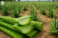 ببینید| مراحل دیدنی برداشت و فرآوری آلوئه ورا و تولید ژل در آفریقا