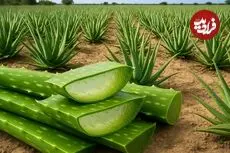 ببینید| مراحل دیدنی برداشت و فرآوری آلوئه ورا و تولید ژل در آفریقا