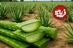 ببینید| مراحل دیدنی برداشت و فرآوری آلوئه ورا و تولید ژل در آفریقا