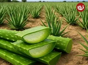 ببینید| مراحل دیدنی برداشت و فرآوری آلوئه ورا و تولید ژل در آفریقا