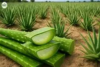 ببینید| مراحل دیدنی برداشت و فرآوری آلوئه ورا و تولید ژل در آفریقا